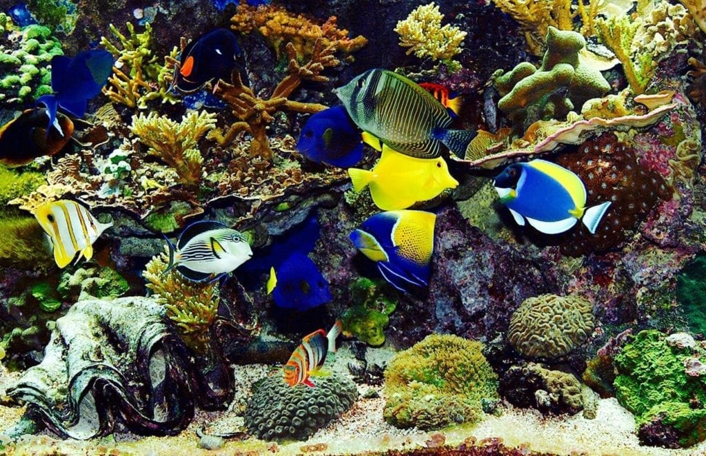 Fish in aquarium